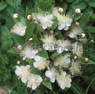 MYRTUS